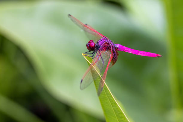 Portrait of dragonfly - Crimson Dropwing (male) (Trithemis aurora)