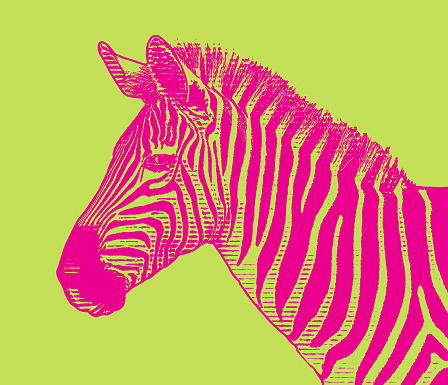 Vector illustration Close-up of Zebra head