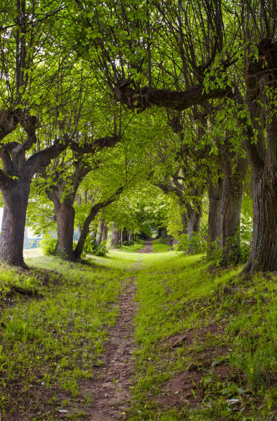 little path in a alley in the spring