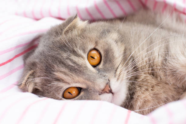istock Scottish fold cat breed, age 3 months. Little scottish fold Cat cute ginger kitten in the fluffy pet is feeling happy and cat lovely comfortable . love to animals pet concept . 1345681885