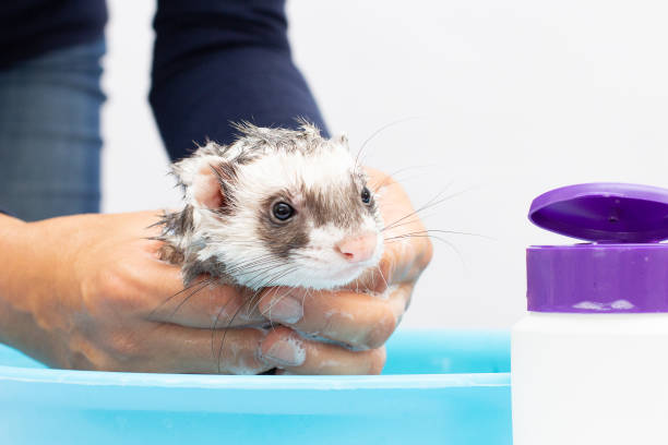 istock Ferret (polecat) wash in water on a white background 1345682477