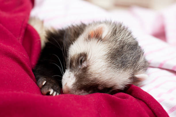 istock The cozy ferret is sleeping 1345682478