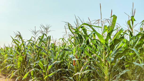 istock Agricultural corn in sunny day 1345682513