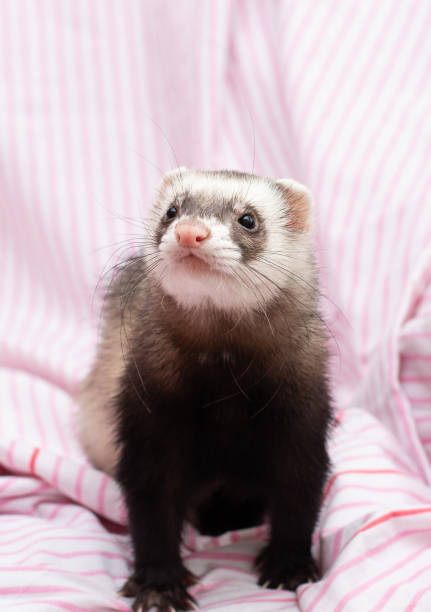istock The cute ferret with pink blanket 1345682561