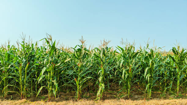 화창한 날에 농업 옥수수 - corn crop irrigation equipment agriculture leaf 뉴스 사진 이미지