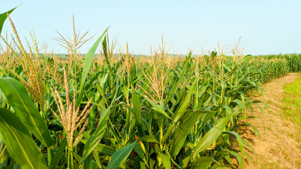 istock Agricultural corn in sunny day 1345682598
