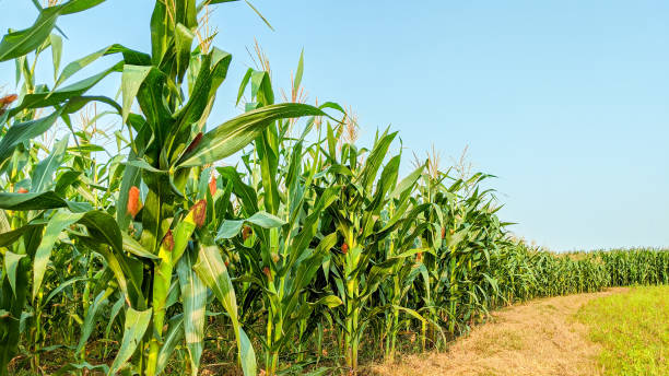 istock Agricultural corn in sunny day 1345682599