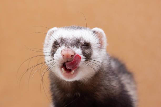 Portrait of cute funny ferret Portrait of cute funny ferret polecat stock pictures, royalty-free photos & images