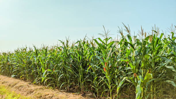 istock Agricultural corn in sunny day 1345682755