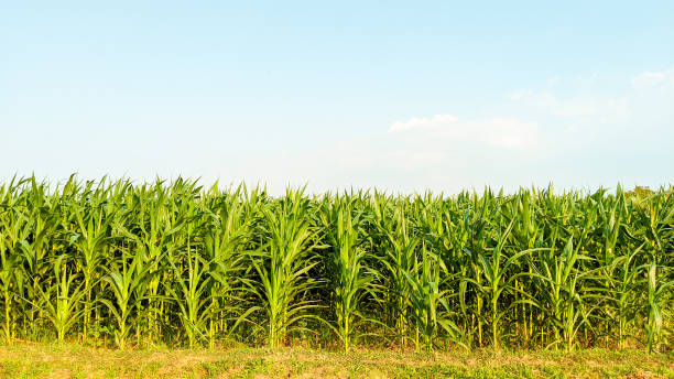 istock Agricultural corn in sunny day 1345682778