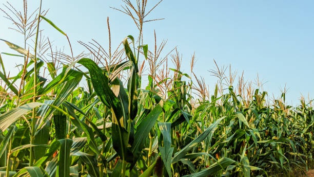 istock Agricultural corn in sunny day 1345682824
