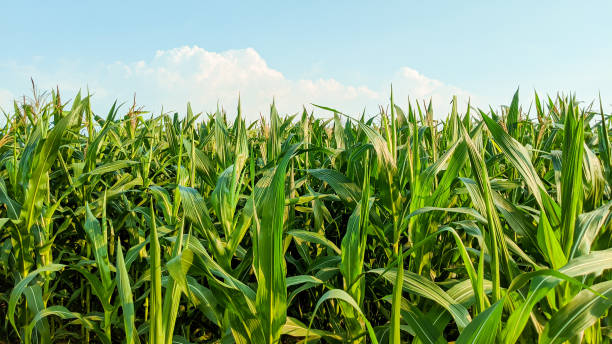 istock Agricultural corn in sunny day 1345682826