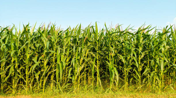 istock Agricultural corn in sunny day 1345682853