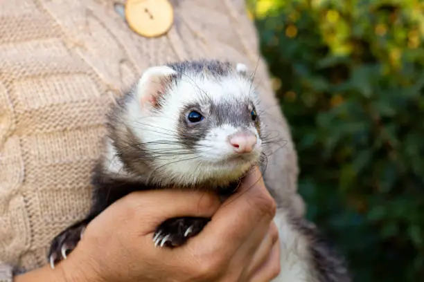 Young black sable ferret in hands. Petting the ferret on the natural green background.