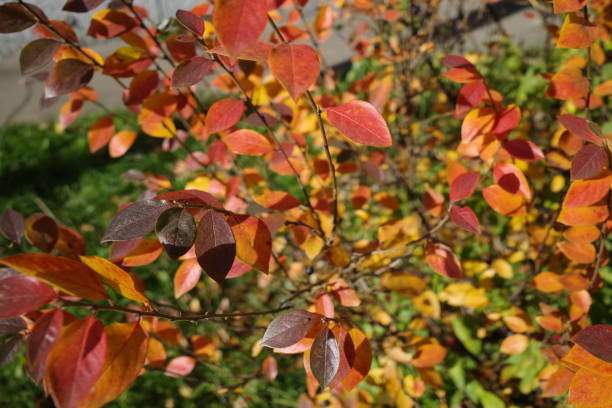 istock multicolored autumn cotoneaster leaves Plants background. Autumn scene. Close-up 1345684803