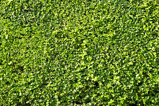 Hedera helix, European or english ivy plant on the wall. Evergreen plant wall. A green ivy leaves is creeping woody plant.