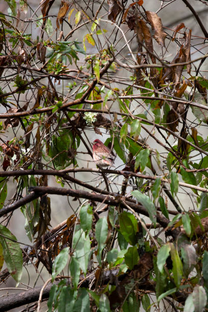 istock Purple Finch 1345687062