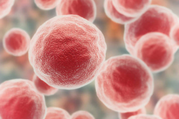 istock Microscopic view of red human cells 1345687374