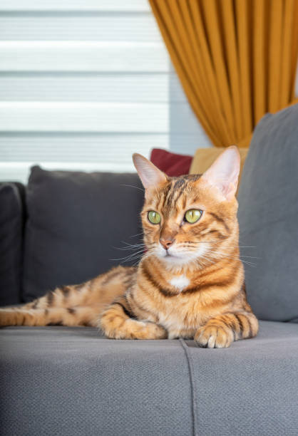 istock Beautiful bengal cat resting on the sofa in the room 1345688271