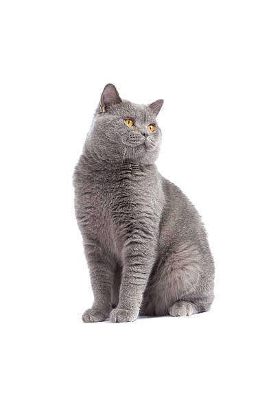 British Shorthair Cat stock photo