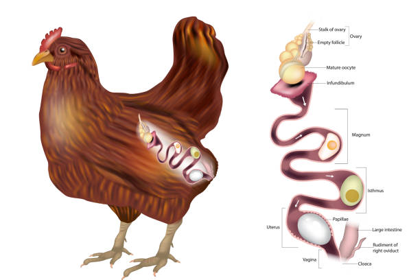 illustrations, cliparts, dessins animés et icônes de le système reproducteur de la poule montrant l’ovaire et les différentes sections de l’oviducte. formation d’œuf de poule. embryologie du poulet - animal uterus