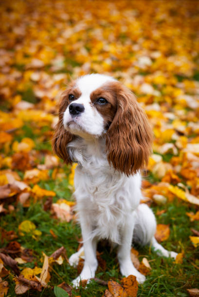 istock Cavalier King Charles spaniel with leaves in the background 1345689623