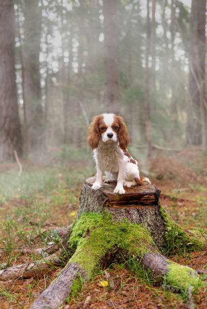istock Cavalier King Charles spaniel in the forest sitting on a tree stump 1345689625