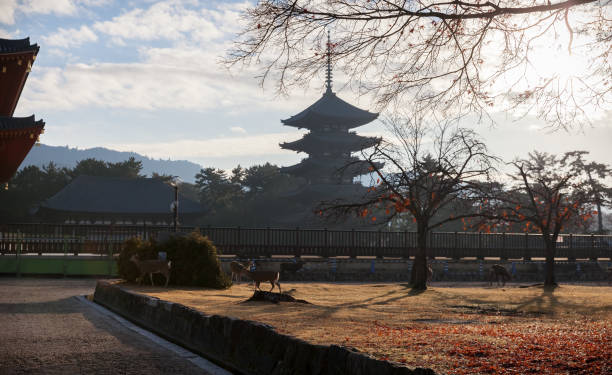 five-storied pagoda and deers in kofukuji temple in nara, japan - 興福寺 奈良 個照片及圖片檔