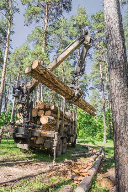 portalegname - lumber industry timber truck forklift foto e immagini stock