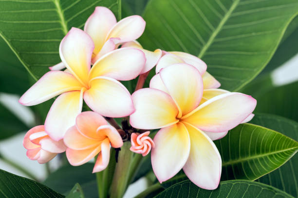 plumeria - frangipannis imagens e fotografias de stock