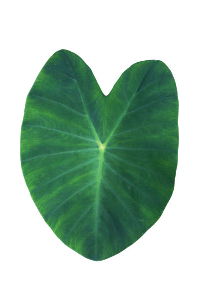 istock Big green isolated tropical leaf 1345691963