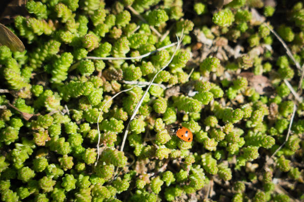 istock Red ladybug crawling on decorative moss Sedum. Selective focus, top view 1345692230