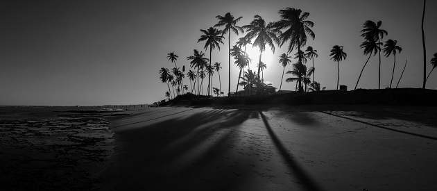 180º panorama of the sunset at Praia de Guarajuba - coast of coconut trees in Camaçari, Bahia - Brazil. Black an white photography.