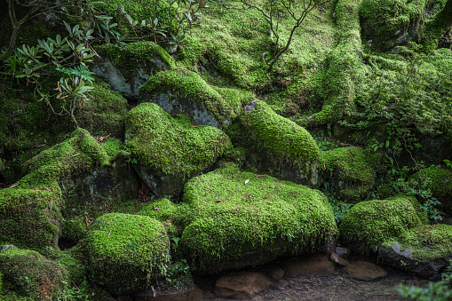 Green moss in some humid stones. Forest in Nikko region. Tochigi prefecture