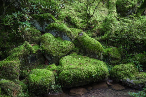 musgo verde em algumas pedras úmidas - nikko national park - fotografias e filmes do acervo