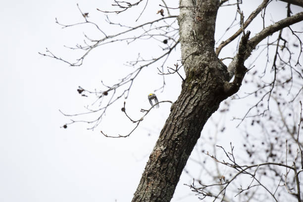 yellow-rumped warbler - bark bird warbler tree trunk imagens e fotografias de stock