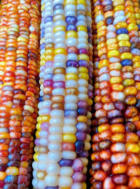 istock Closeup of rainbow corn 1345695475