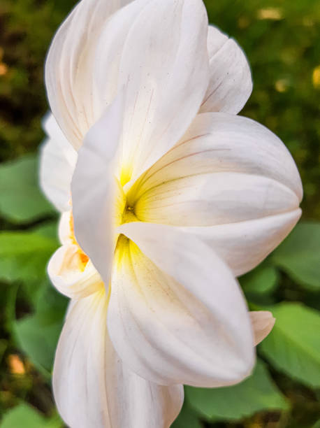 istock White dahlia. Flower profile. White dahlia petals 1345697520