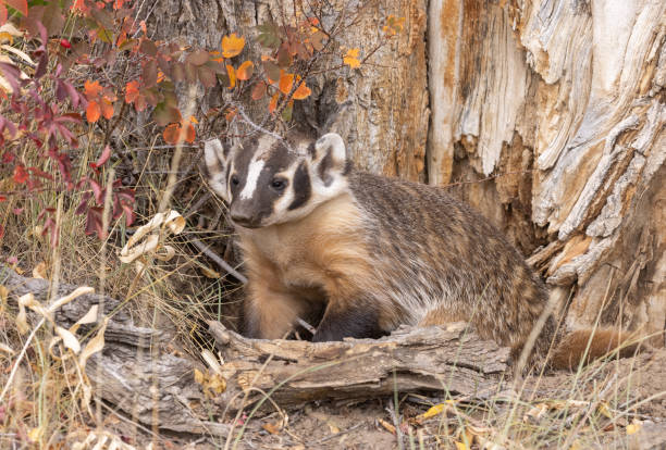 istock Badger in Wyoming in Autumn 1345698812
