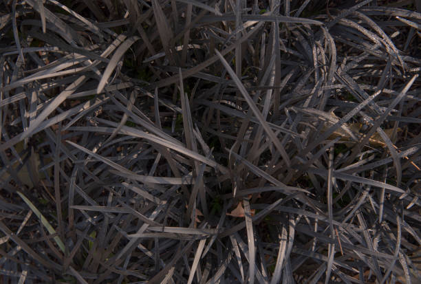Texture of decorative grass in dark purple color