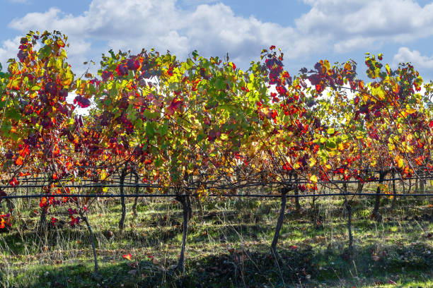 weinberge in bairrada, portugal - palace hotel stock-fotos und bilder