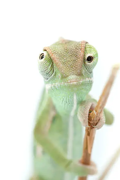 Chamaeleo calyptratus, small chameleon posing on thin branch and isolated on white backround
