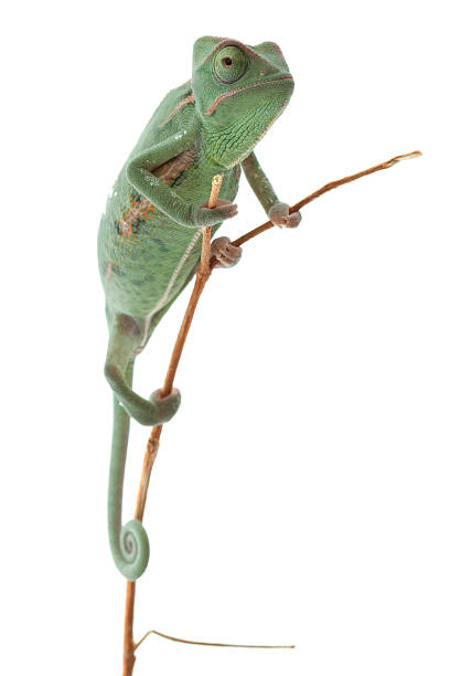 A different way of thinking of a chameleon Small chameleon posing in light tent. chameleon photos stock pictures, royalty-free photos & images