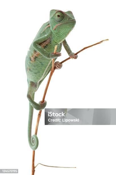 A Different Way Of Thinking Of A Chameleon Stock Photo - Download Image Now  - Chameleon, White Background, Cut Out - iStock