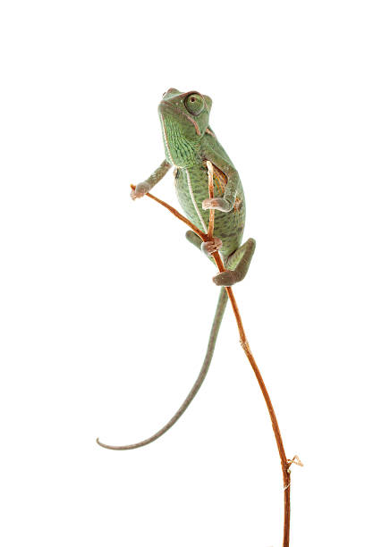 istock Isolated exotic pet green chameleon 134570210