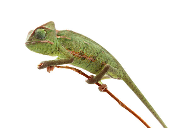 istock Isolated exotic pet green chameleon 134570247