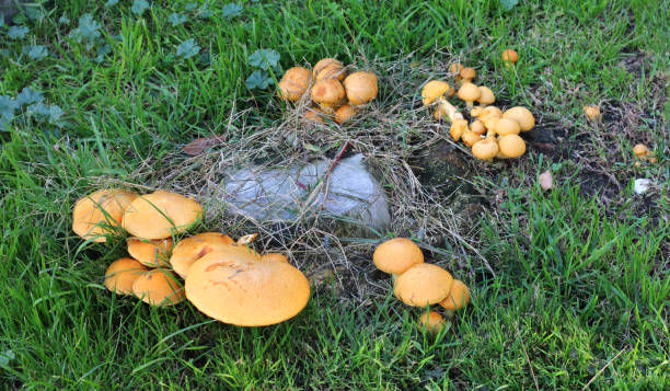 istock Mushrooms growing around a cut log 1345702725