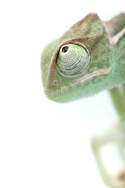istock Isolated exotic pet green chameleon 134570289