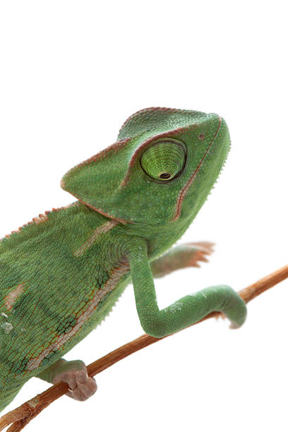 istock Isolated exotic pet green chameleon 134570295