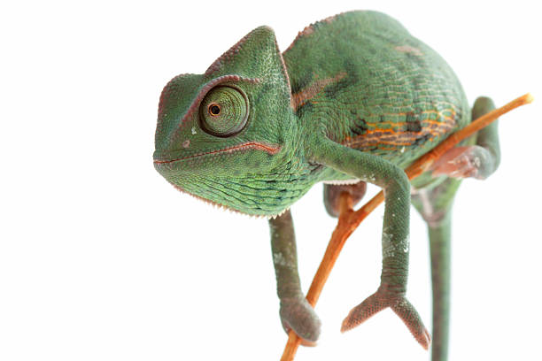 istock Isolated exotic pet green chameleon 134570316